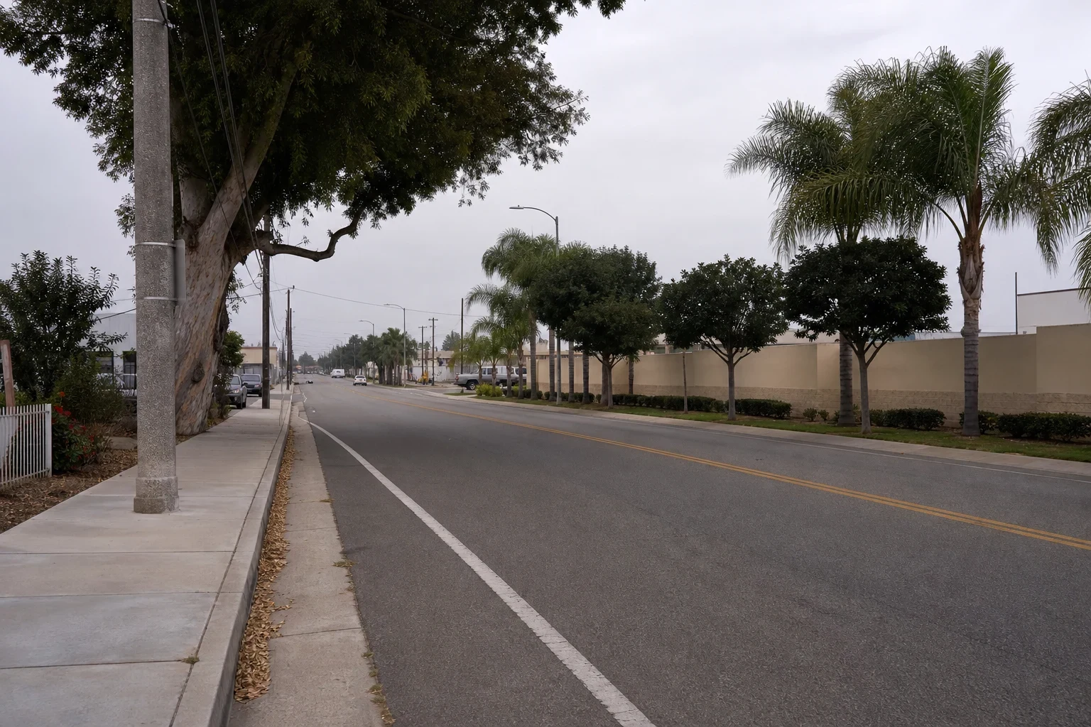 Quiet two-lane street under an overcast sky, lined with palm trees and a tan block wall on one side and a sidewalk, utility pole and large shade tree on the other
